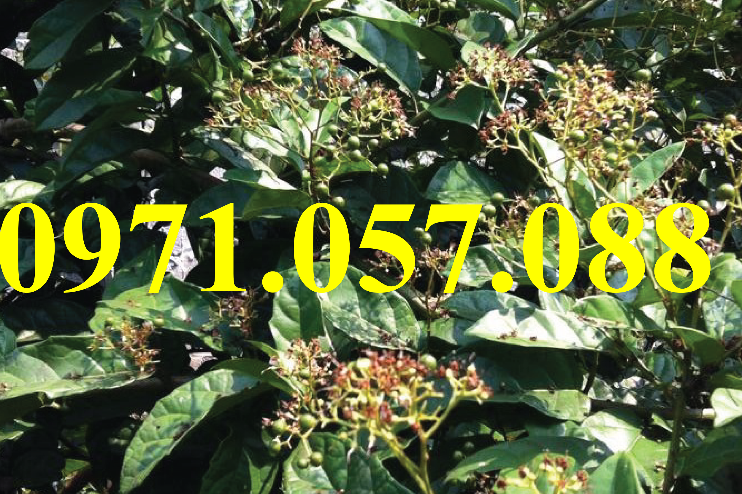Cây giống xạ đen